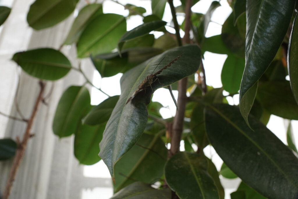 Eifalia Schmetterlingsgarten