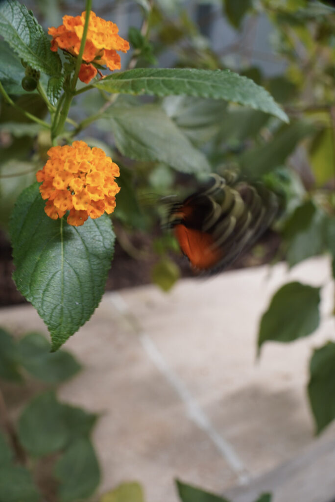 Eifalia Schmetterlingsgarten