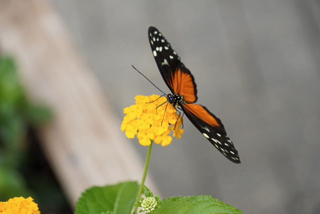 Eifalia Schmetterlingsgarten