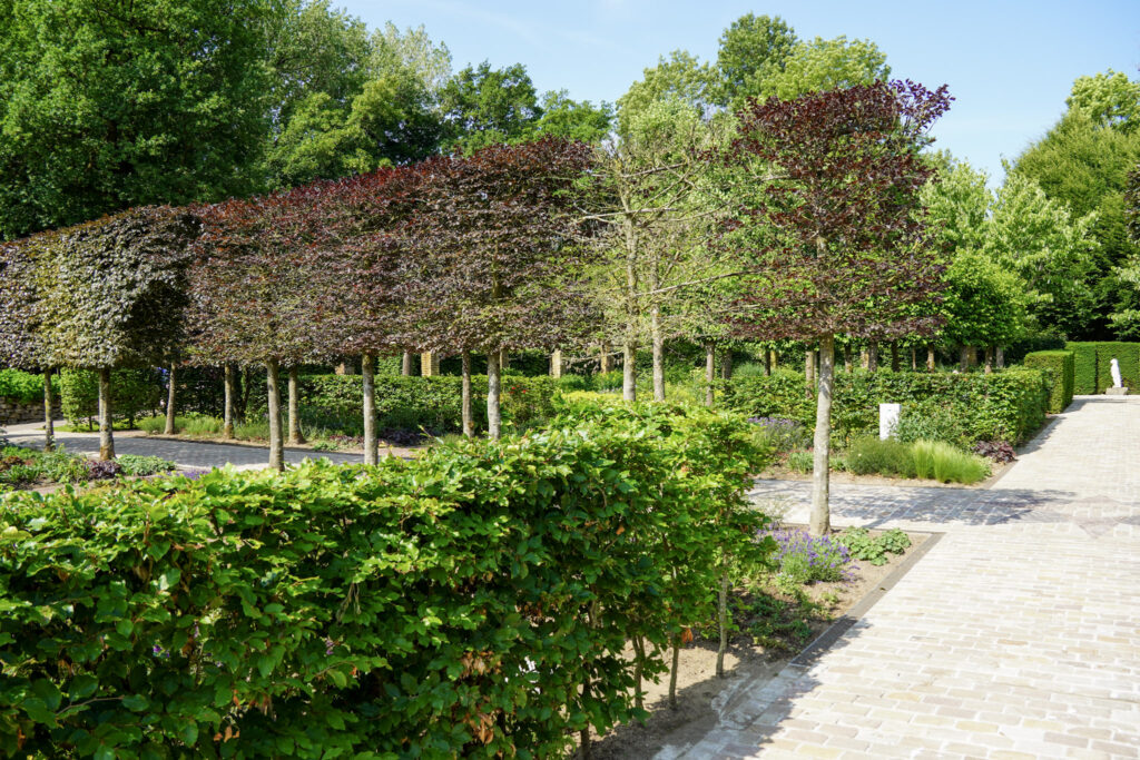 El Mundo Fantasia - Mondo Verde