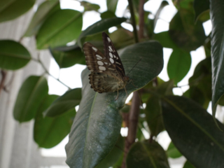 Eifalia Schmetterlingsgarten