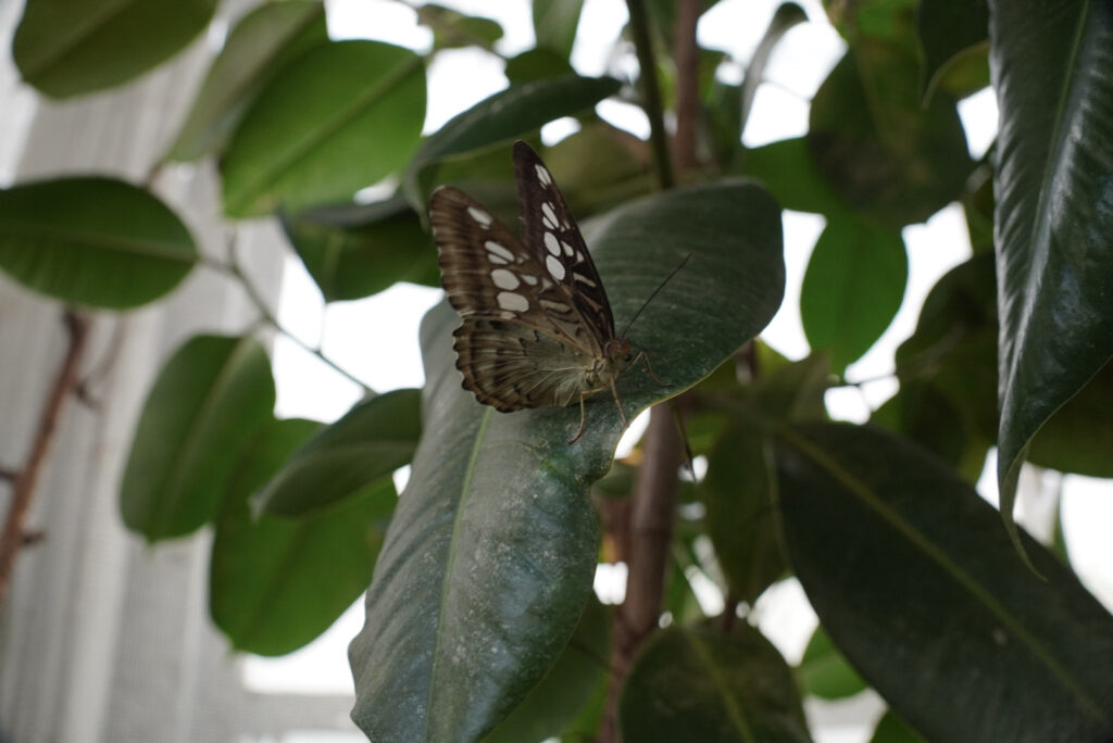Eifalia Schmetterlingsgarten