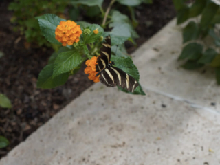 Eifalia Schmetterlingsgarten