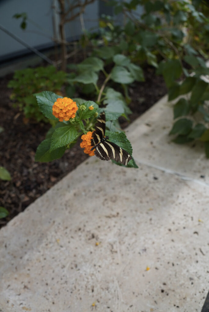 Eifalia Schmetterlingsgarten