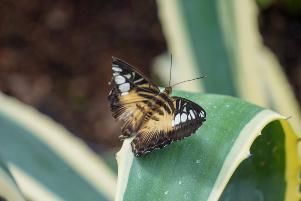 Eifalia Schmetterlingsgarten