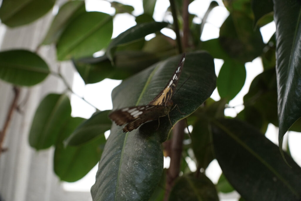 Eifalia Schmetterlingsgarten