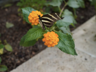 Eifalia Schmetterlingsgarten