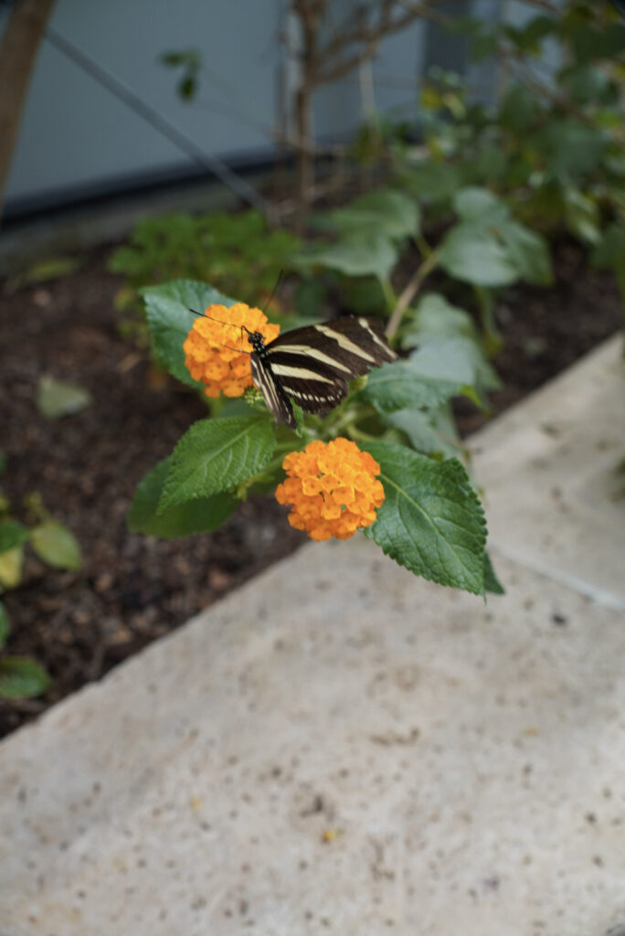 Eifalia Schmetterlingsgarten