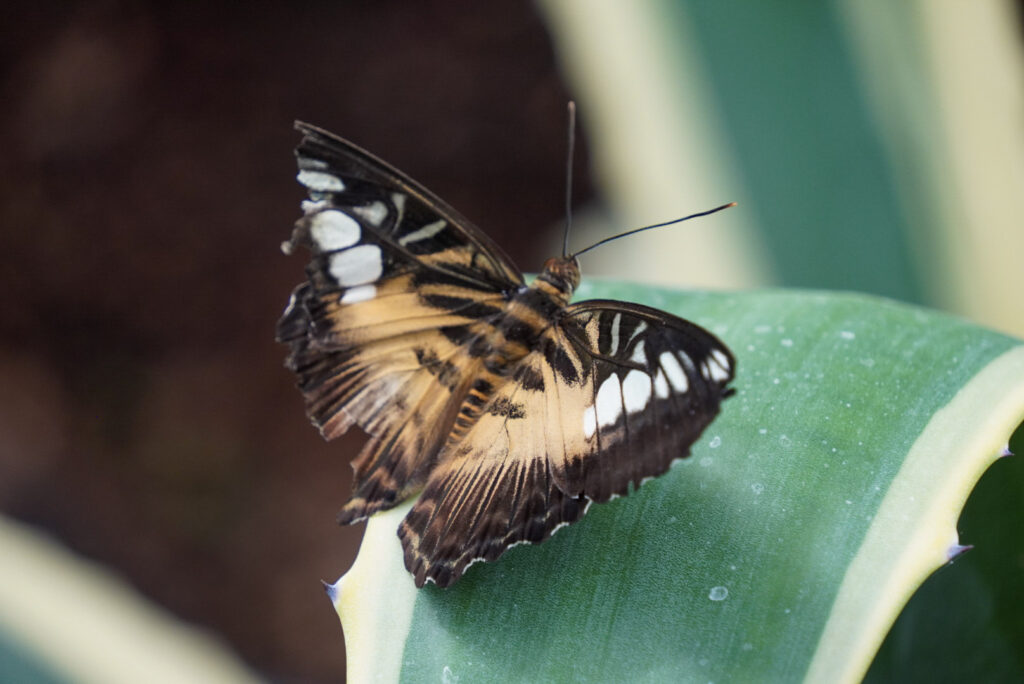 Eifalia Schmetterlingsgarten