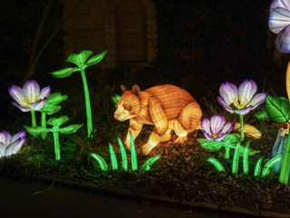 China Lights im K&ouml;lner Zoo