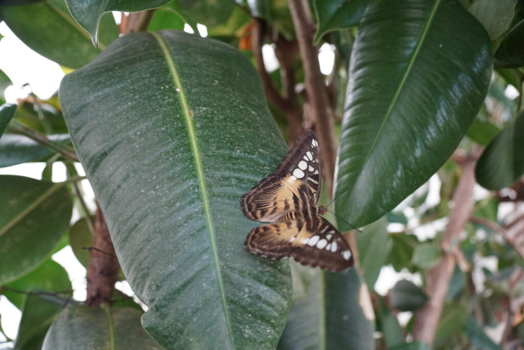 Eifalia Schmetterlingsgarten