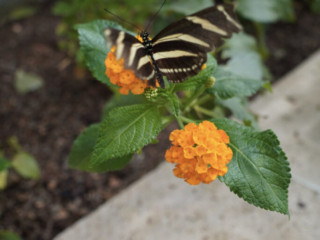 Eifalia Schmetterlingsgarten