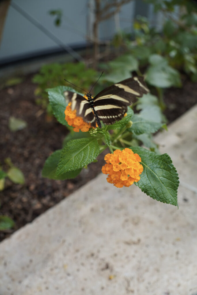 Eifalia Schmetterlingsgarten