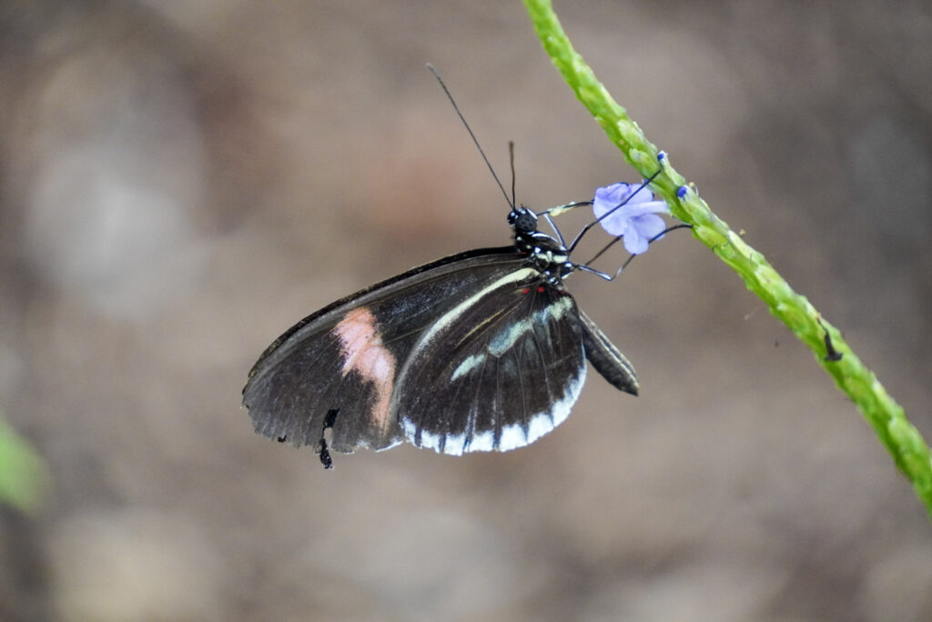 Eifalia Schmetterlingsgarten