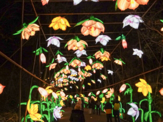 China Lights im K&ouml;lner Zoo
