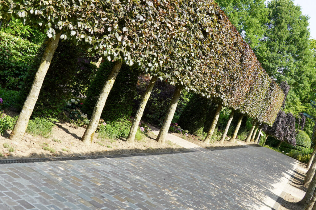 El Mundo Fantasia - Mondo Verde