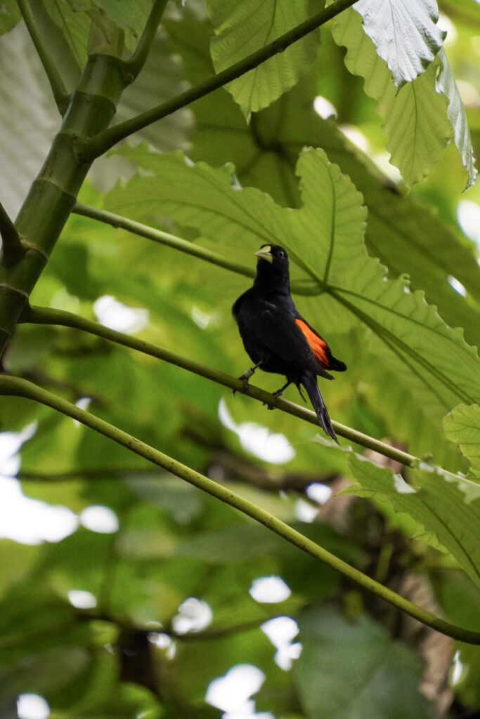 Burgers' Zoo Burgers' Zoo