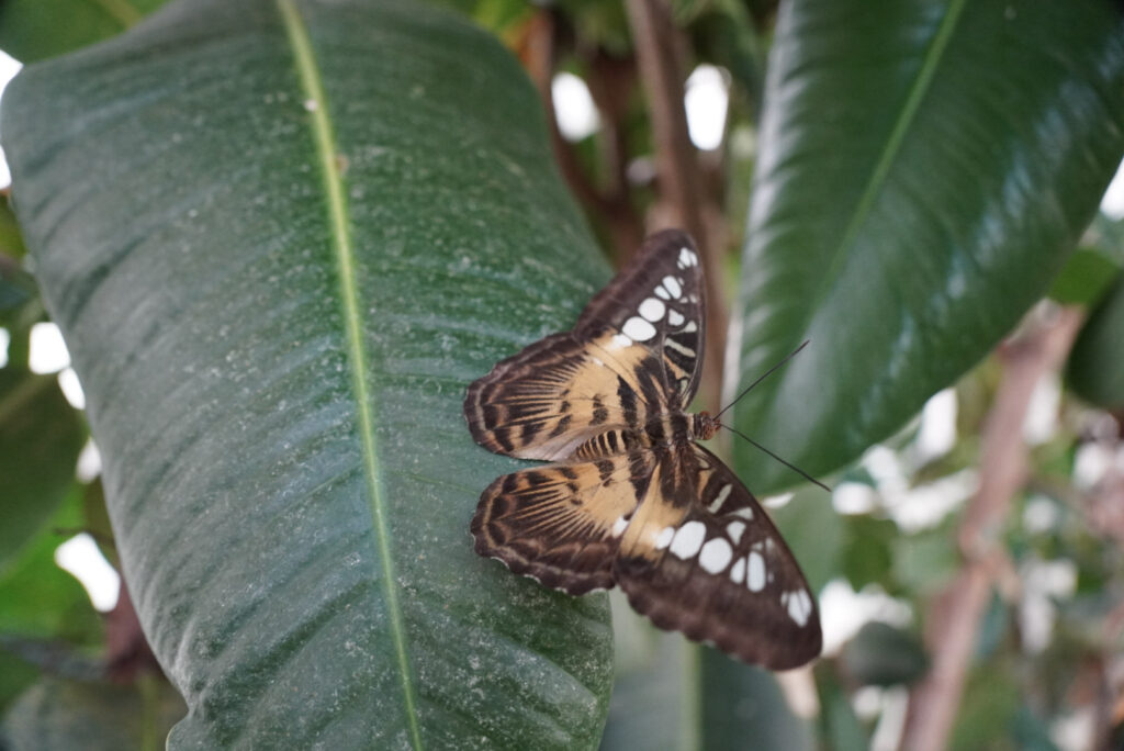 Eifalia Schmetterlingsgarten