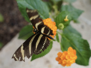 Eifalia Schmetterlingsgarten