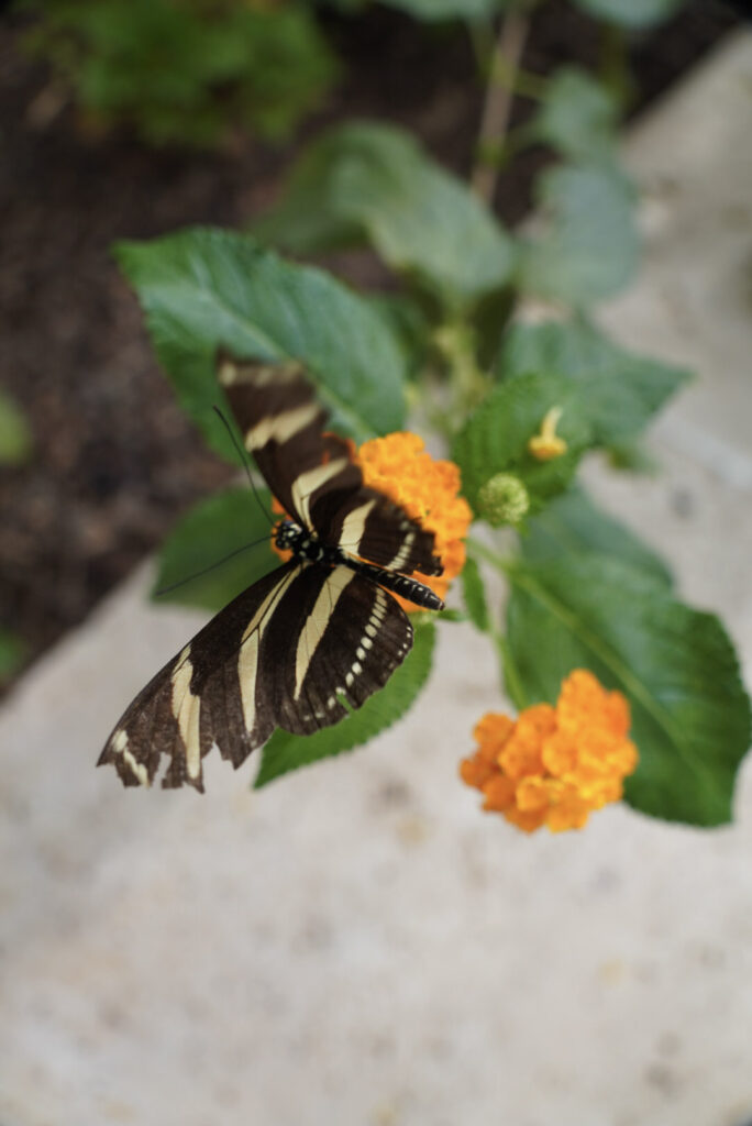 Eifalia Schmetterlingsgarten
