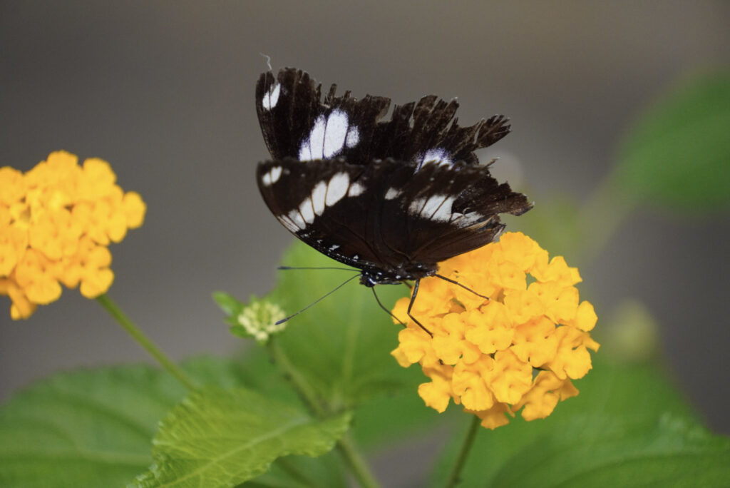 Eifalia Schmetterlingsgarten