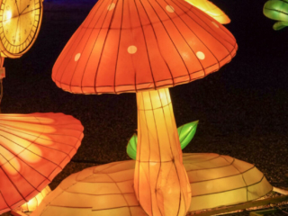 Garden of Lights Garden of Lights