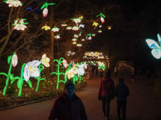 China Lights im K&ouml;lner Zoo
