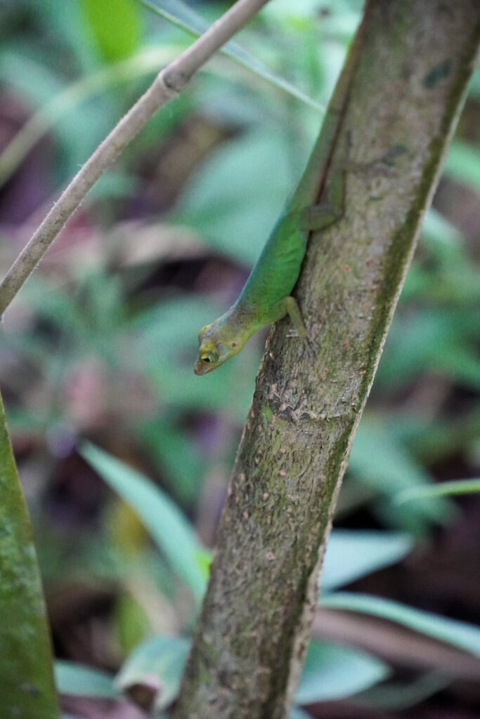 Burgers' Zoo Burgers' Zoo