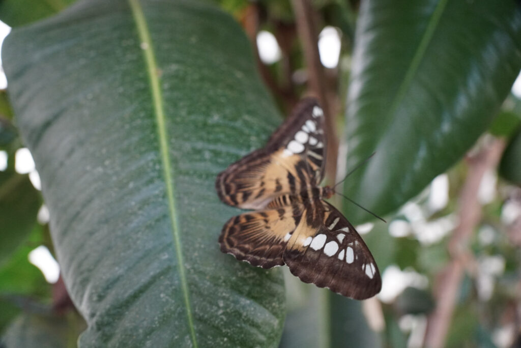Eifalia Schmetterlingsgarten