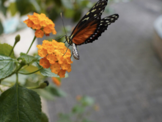 Eifalia Schmetterlingsgarten