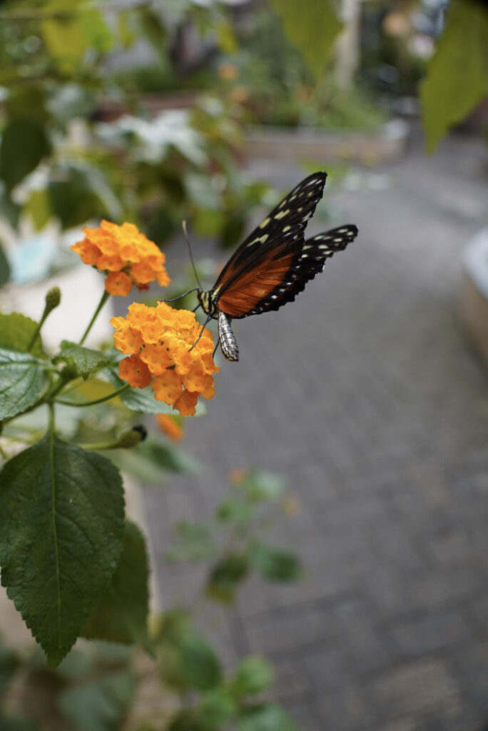 Eifalia Schmetterlingsgarten