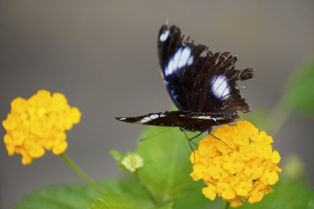 Eifalia Schmetterlingsgarten