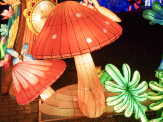 Garden of Lights Garden of Lights