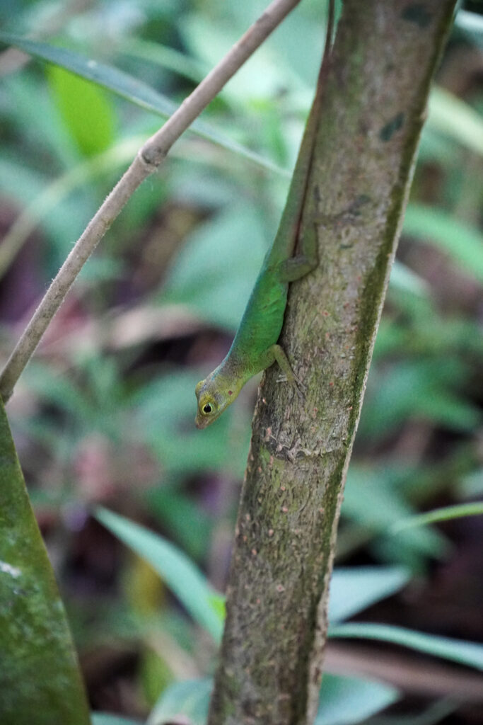 Burgers' Zoo Burgers' Zoo