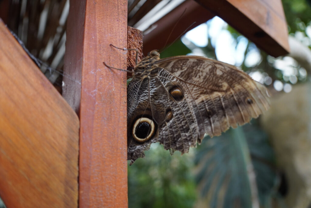 Eifalia Schmetterlingsgarten
