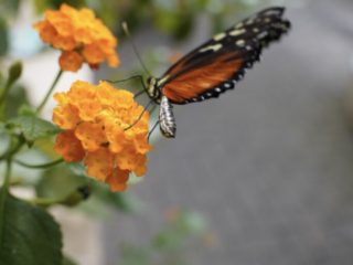 Eifalia Schmetterlingsgarten