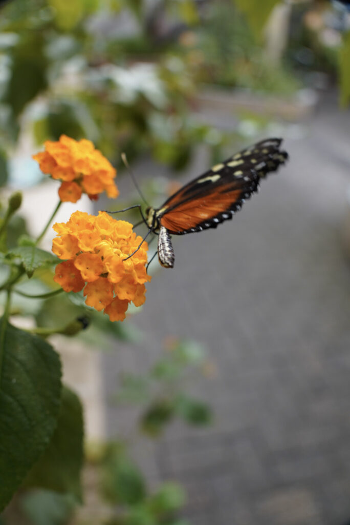 Eifalia Schmetterlingsgarten