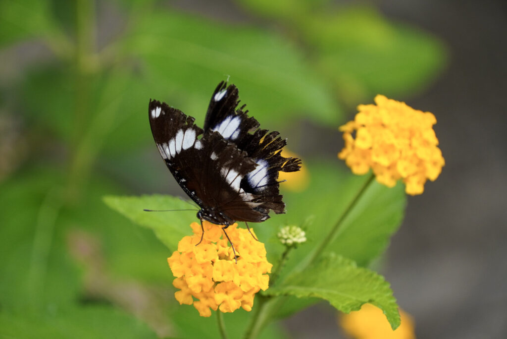 Eifalia Schmetterlingsgarten