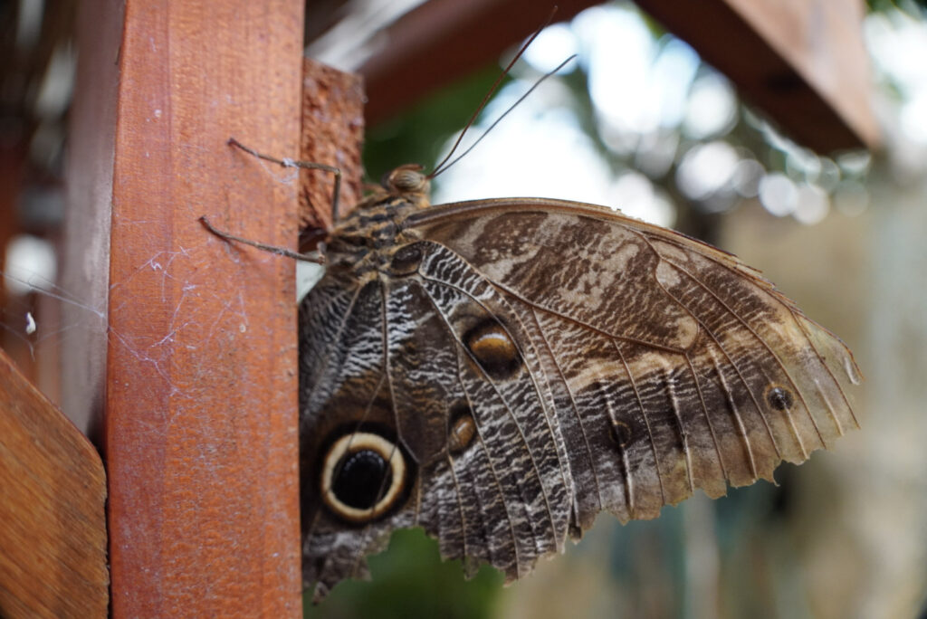 Eifalia Schmetterlingsgarten