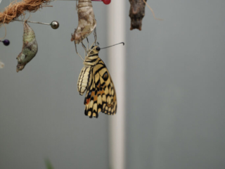 Eifalia Schmetterlingsgarten