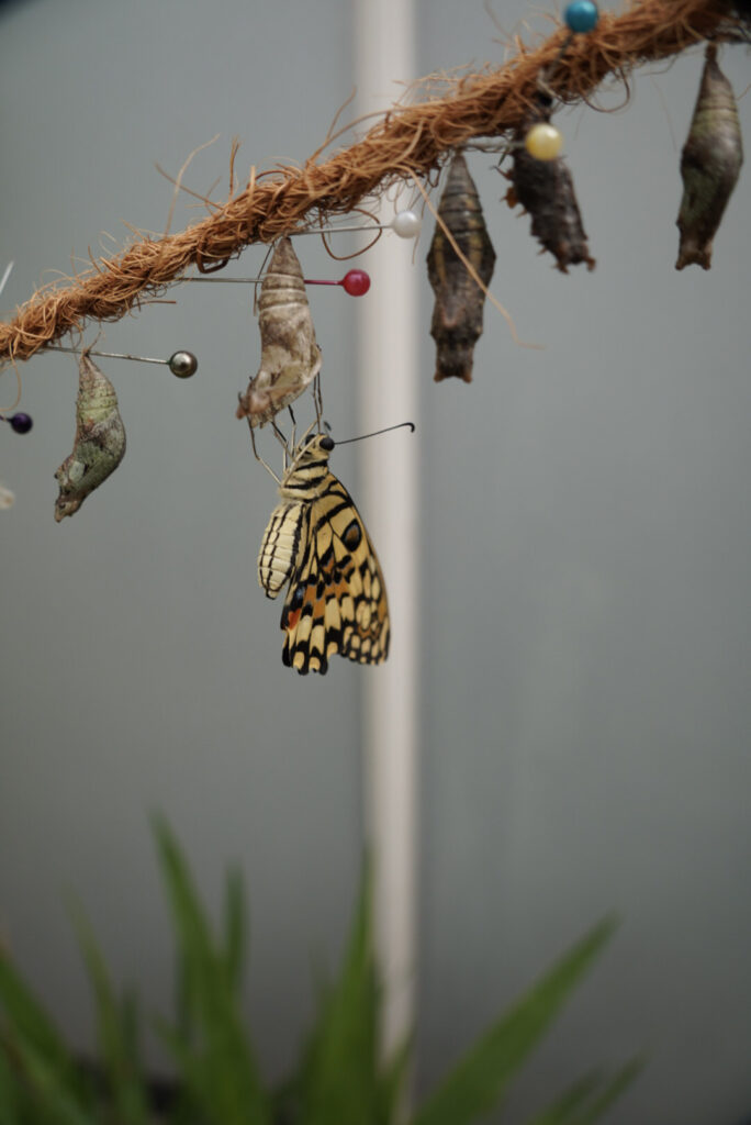 Eifalia Schmetterlingsgarten