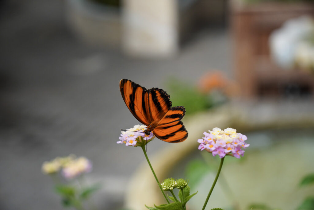 Eifalia Schmetterlingsgarten