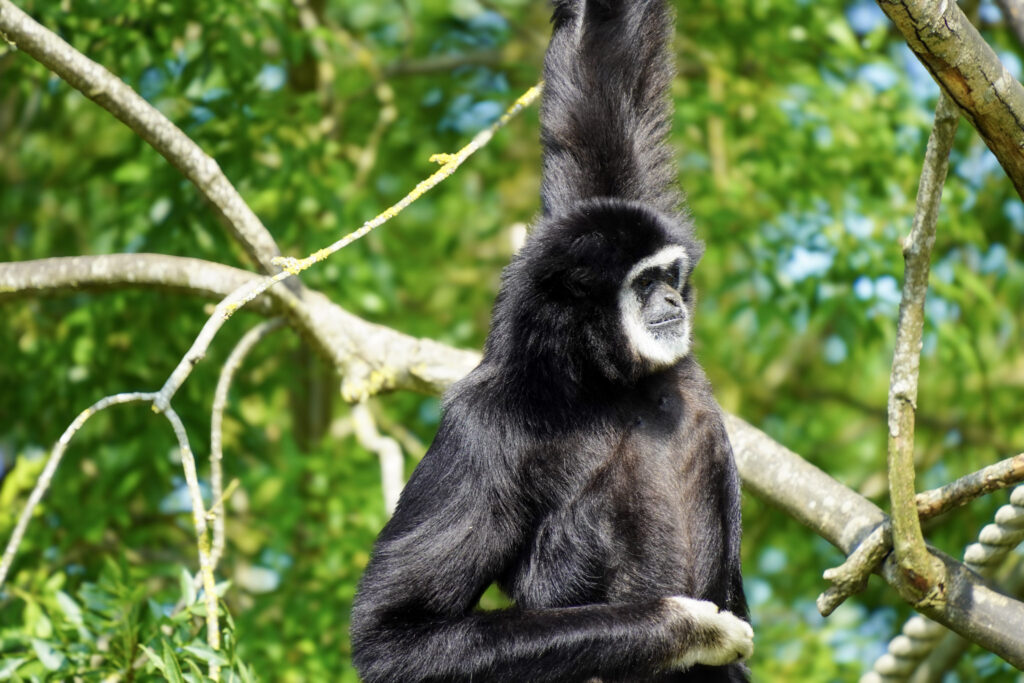 El Mundo Fantasia - Mondo Verde