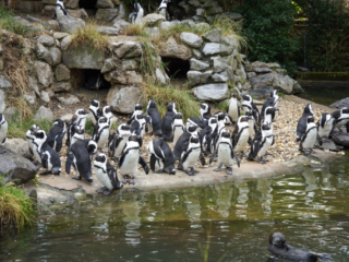 Burgers' Zoo