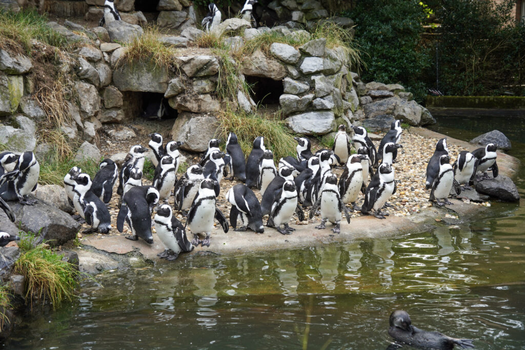 Burgers' Zoo Burgers' Zoo