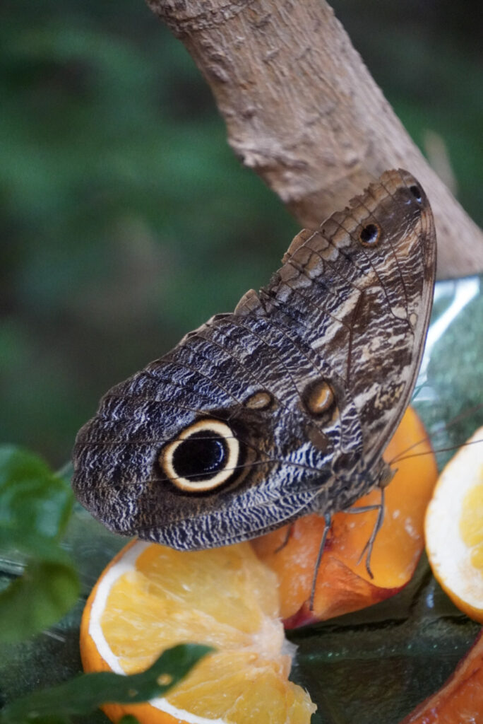 Eifalia Schmetterlingsgarten