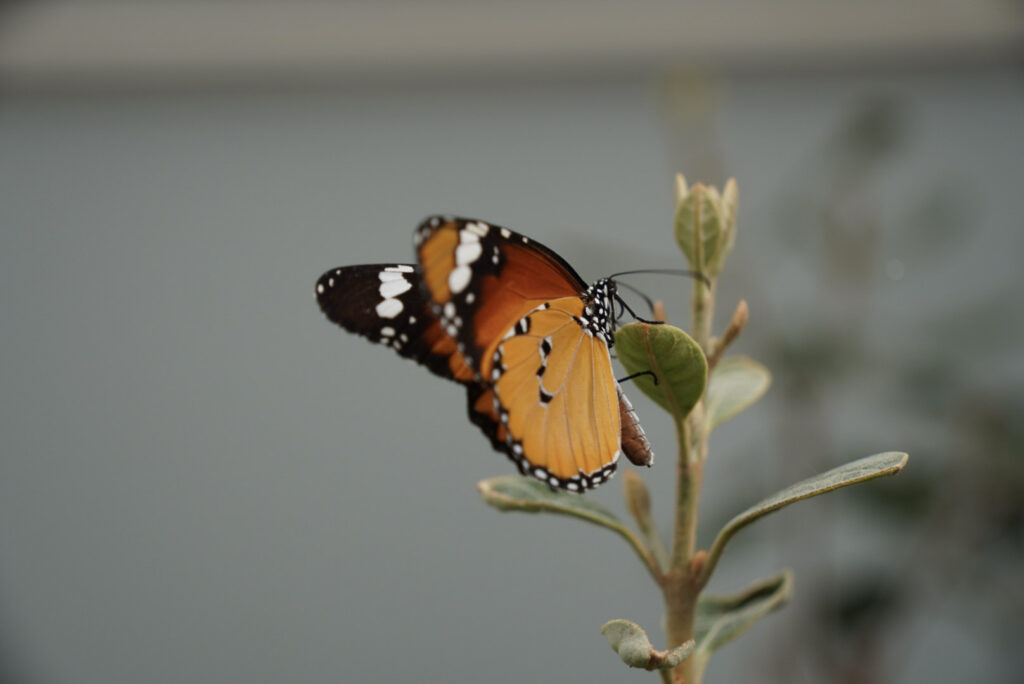Eifalia Schmetterlingsgarten