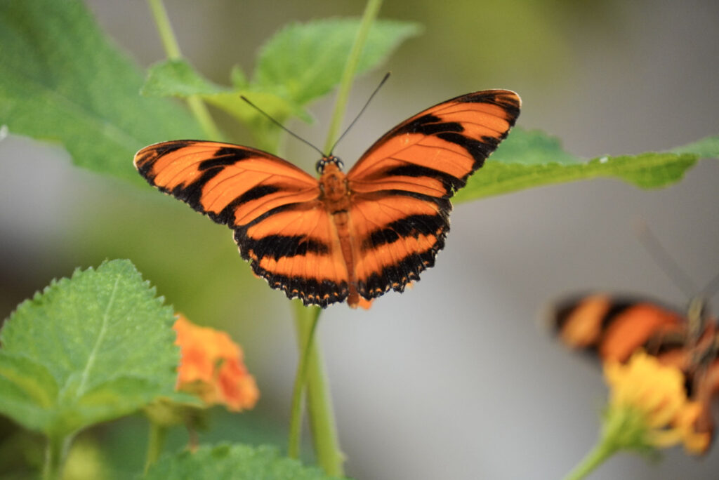 Eifalia Schmetterlingsgarten