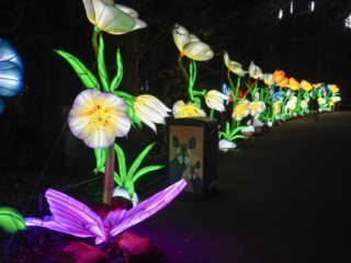 China Lights im K&ouml;lner Zoo