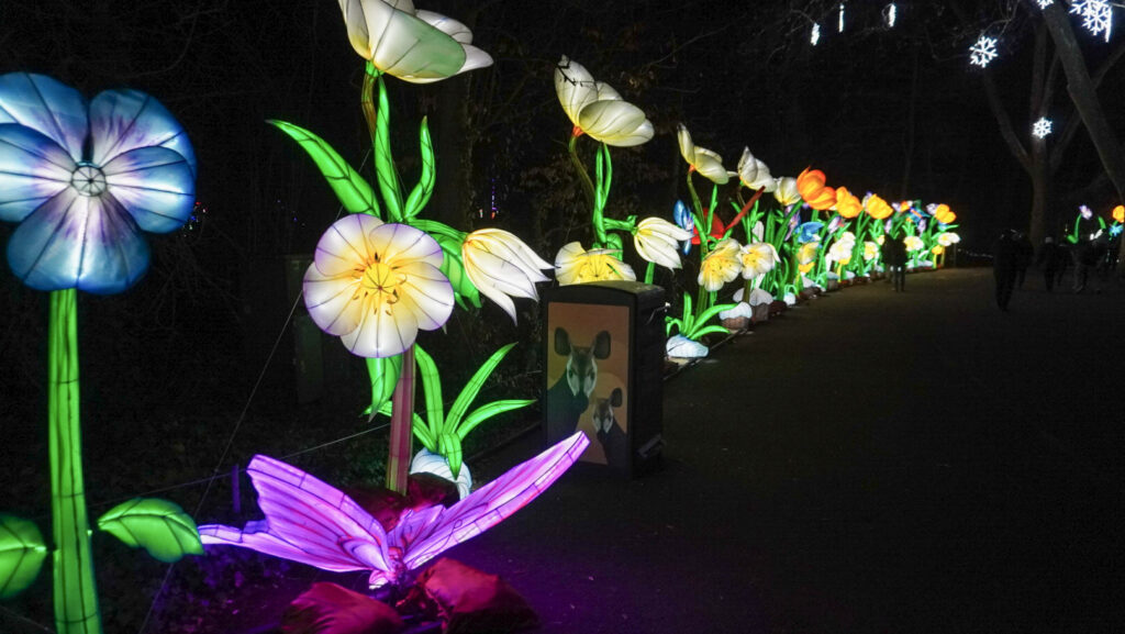 China Lights im K&ouml;lner Zoo